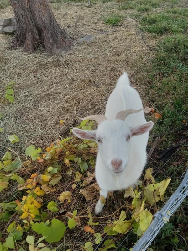 Goat