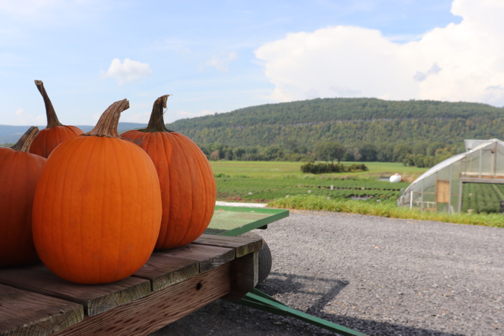 Pumpkin and Field