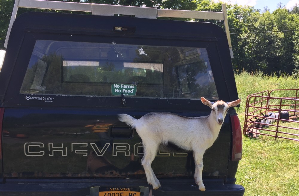 Cotton Hill Creamery Visit Schoharie County