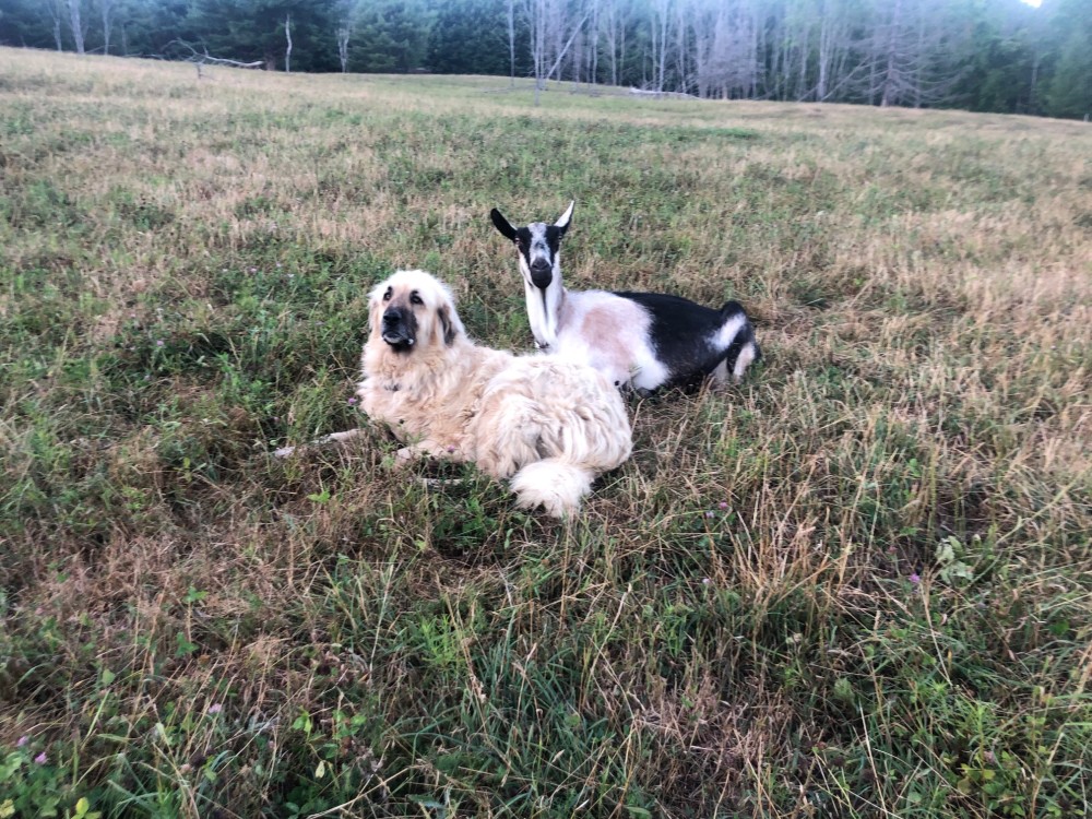 Cotton Hill Creamery Visit Schoharie County
