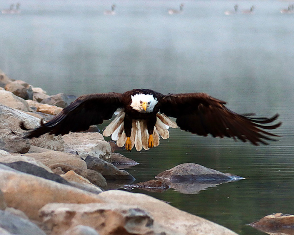 Flying Schoharie bald eagle