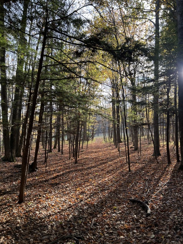 Trail