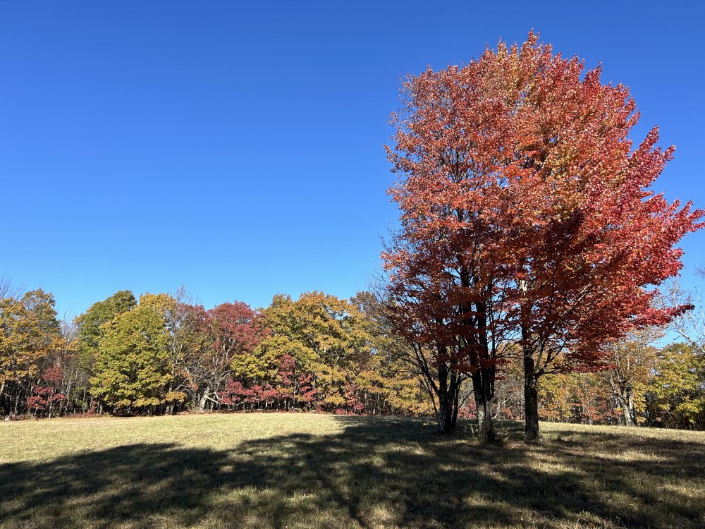 Fall view