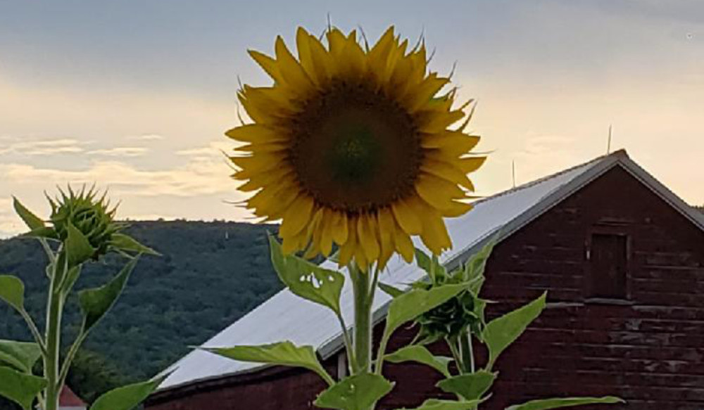 Sunflower and Barn