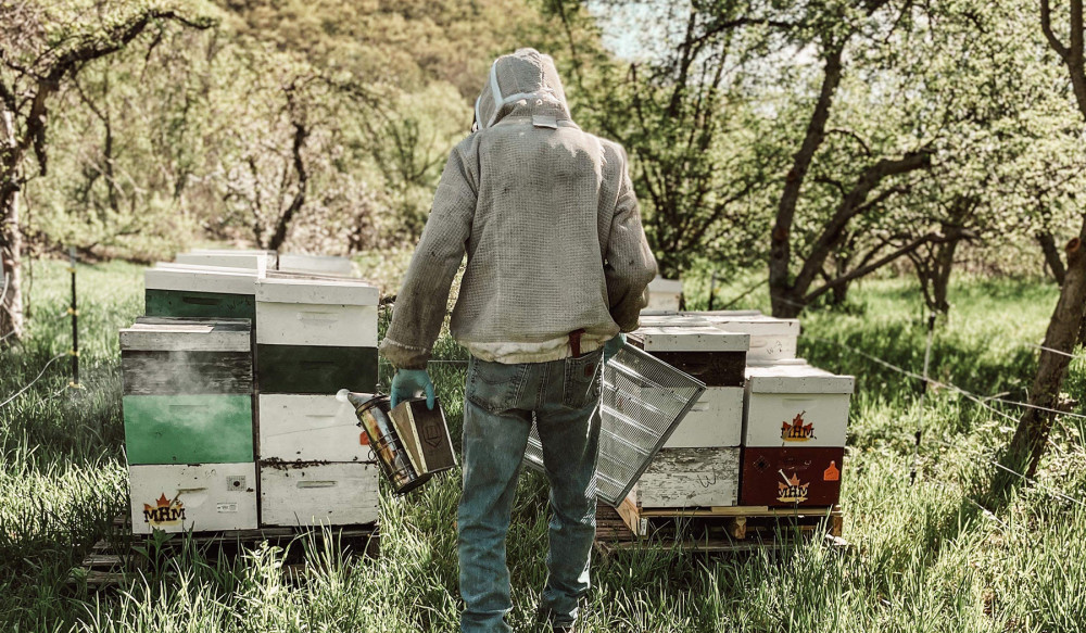 Beekeeping in the Apple Orchard