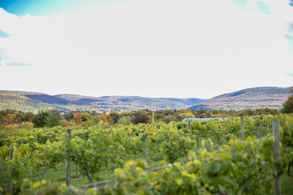 Vineyard and View