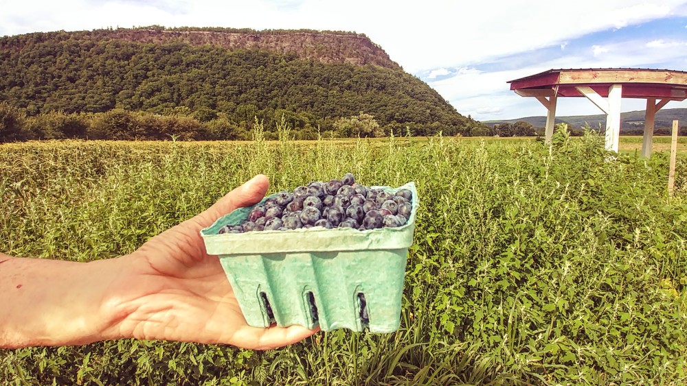 blueberries