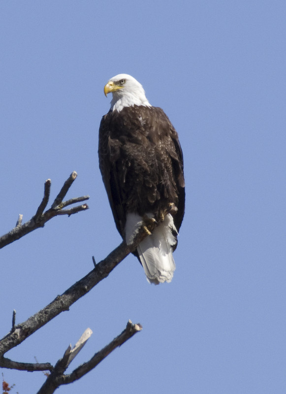 Eagle