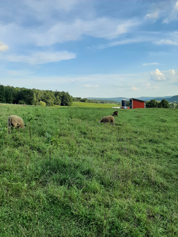 Empty Pockets Ranch - Visit Schoharie County