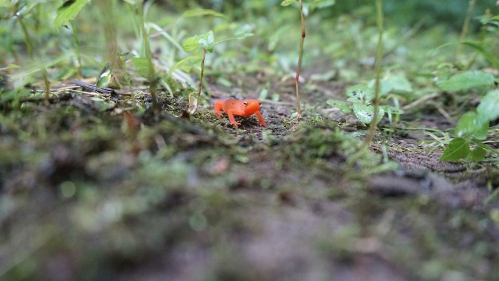 orange frog