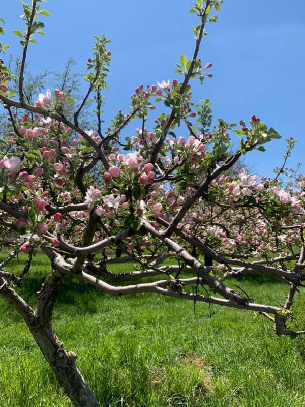 Terrace Mountain Orchard Visit Schoharie County
