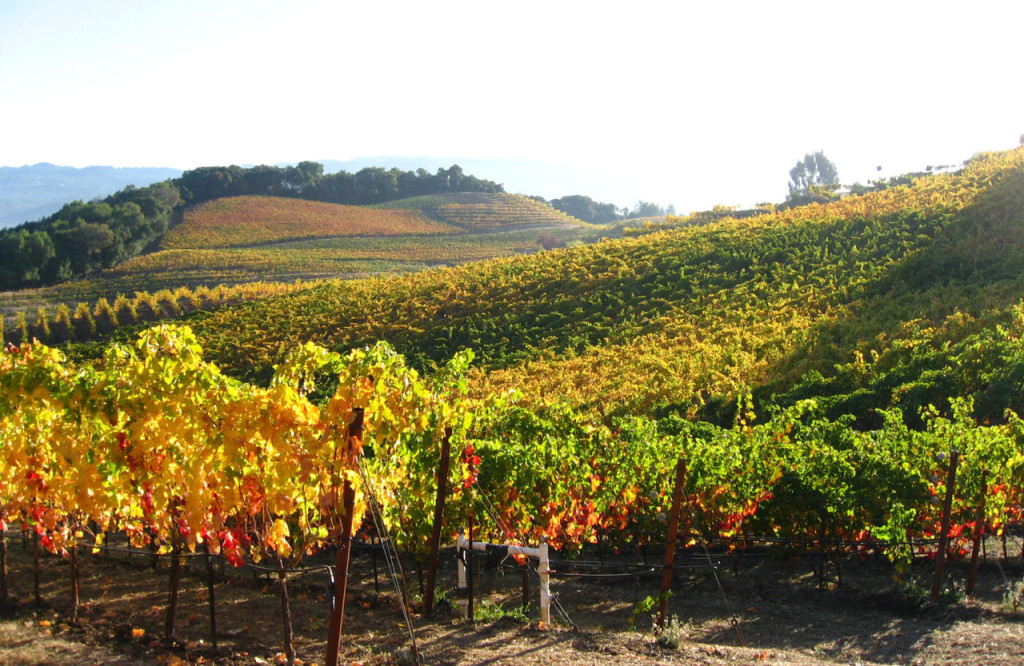 Benziger fall vineyards