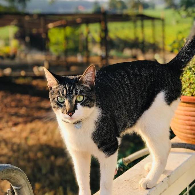 Say hello to our furry family members when you are here. This is Apollo. He often joins weddings!