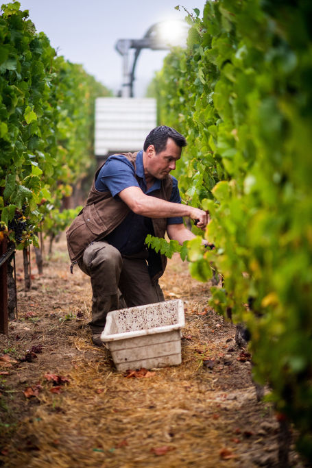 Paul Sloan Vigneron Hand Harvesting Pinot Noir