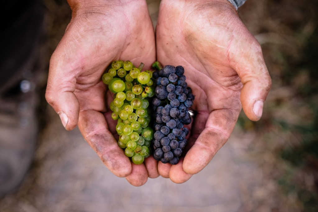Exceptionally concentrated, small clusters of Chardonnay and Pinot Noir