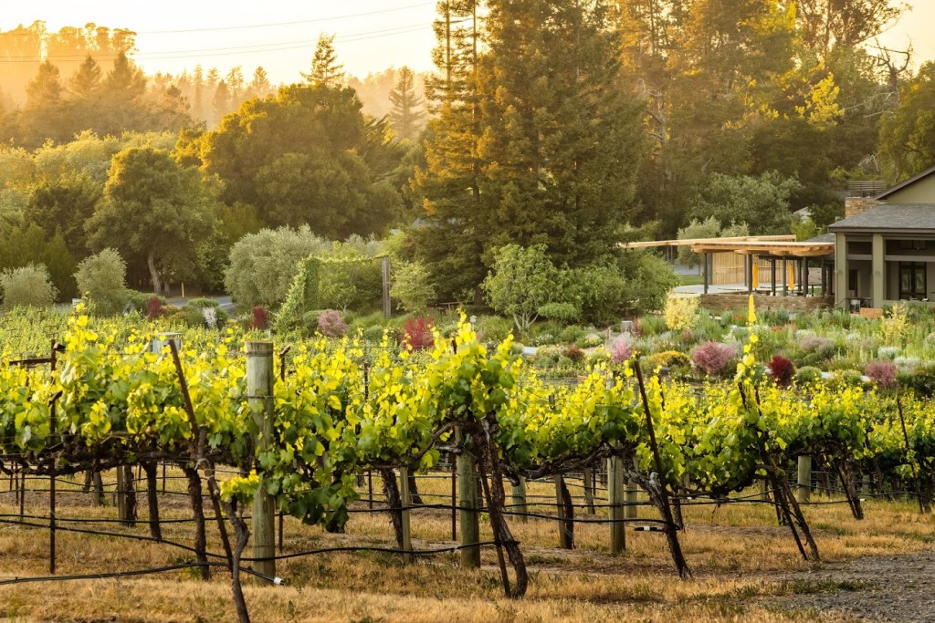 View From Quail Hill Looking Towards the Tasting Room