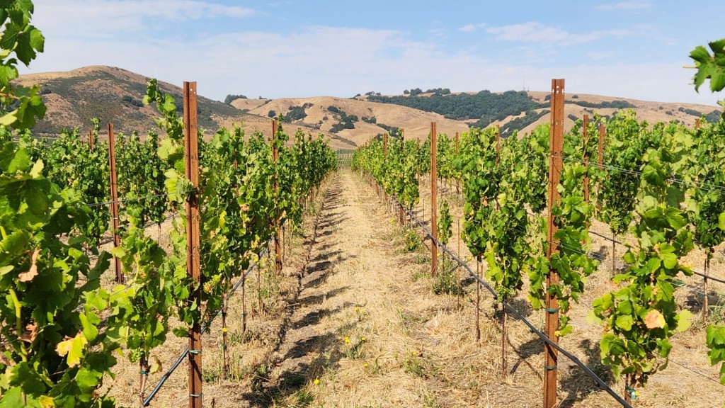 Anaba Estate Vineyard