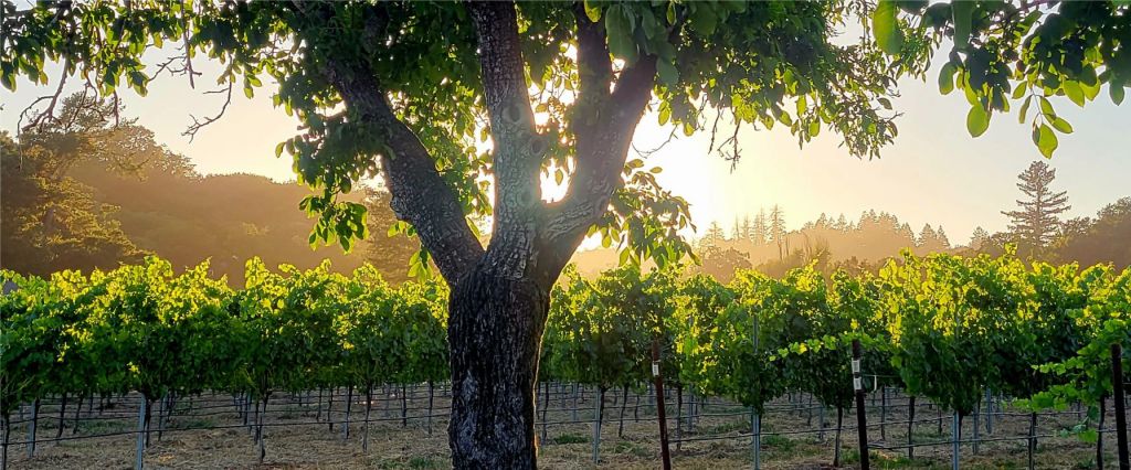 Estate Vineyard