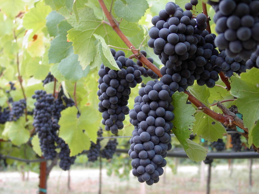 Moshin Vineyards Pinot Noir