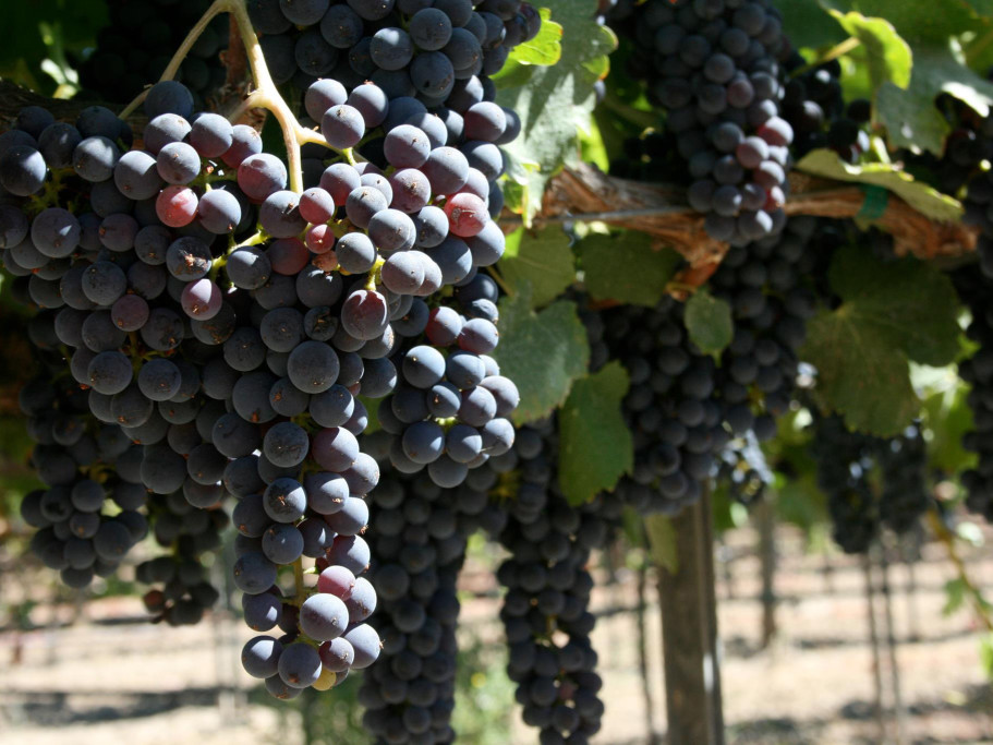 32 Winds Wine grapes