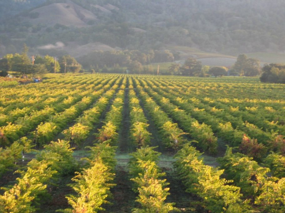 Vineyards of Johnson's Alexander Valley
