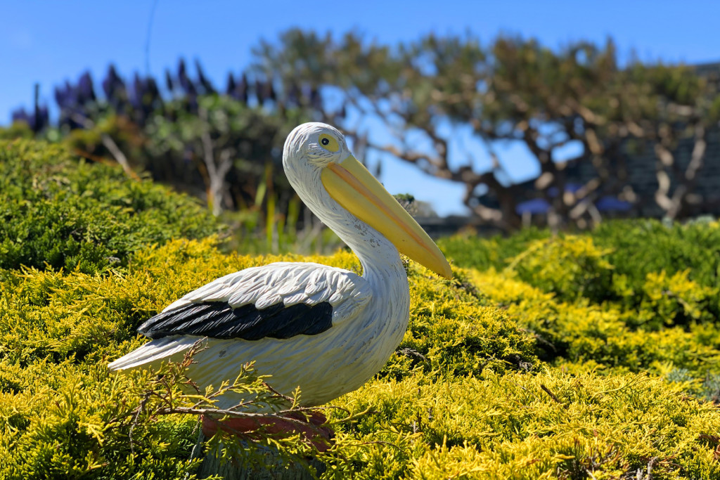 Pelican