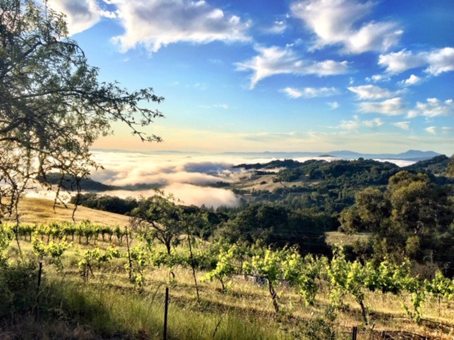 Cloud Twelve Vineyard