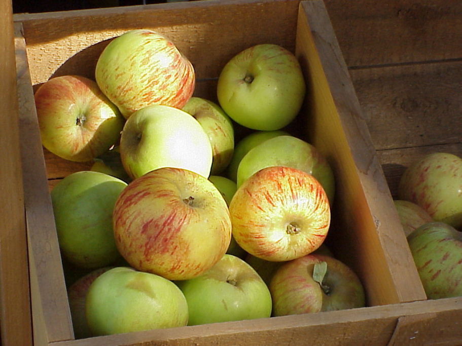 Rohnert Park Farmers Market