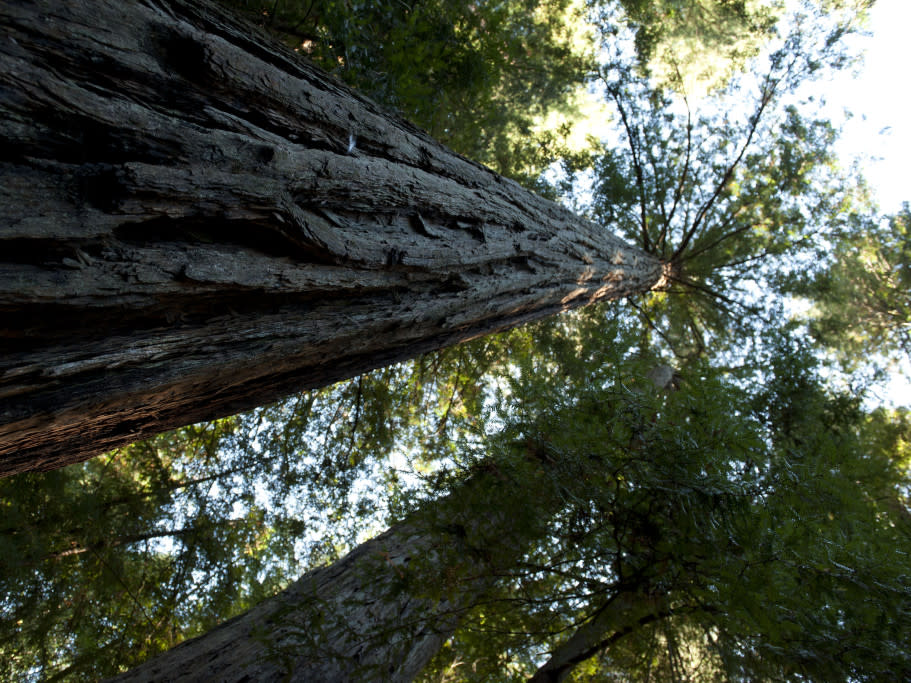 Armstrong Redwoods State Natural Reserve