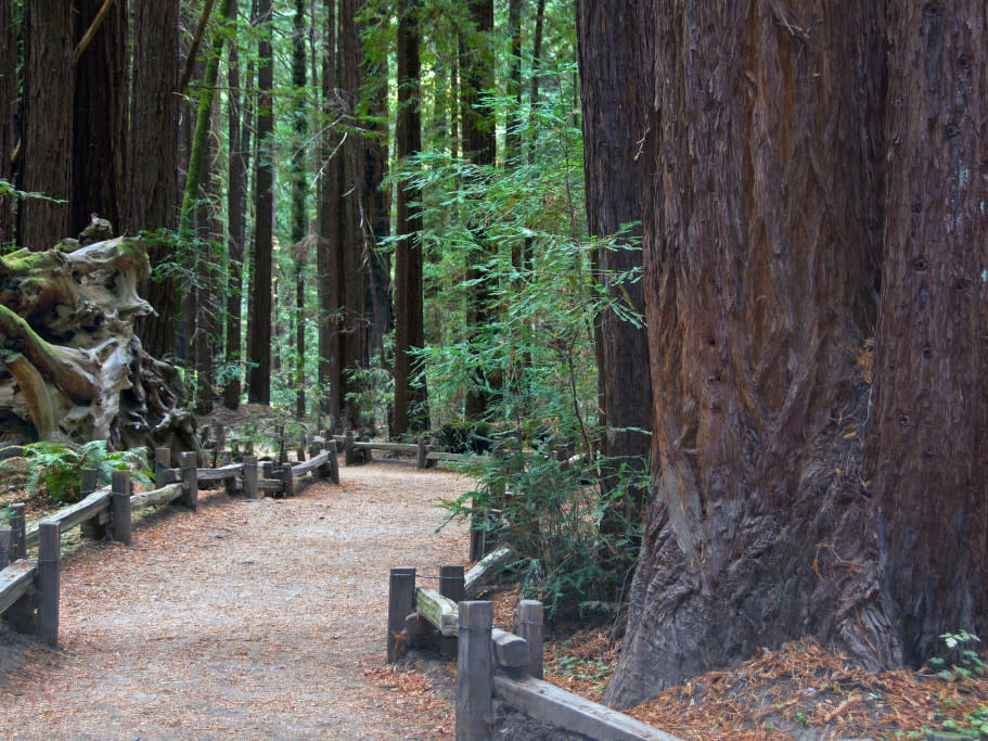 Armstrong Redwoods State Natural Reserve