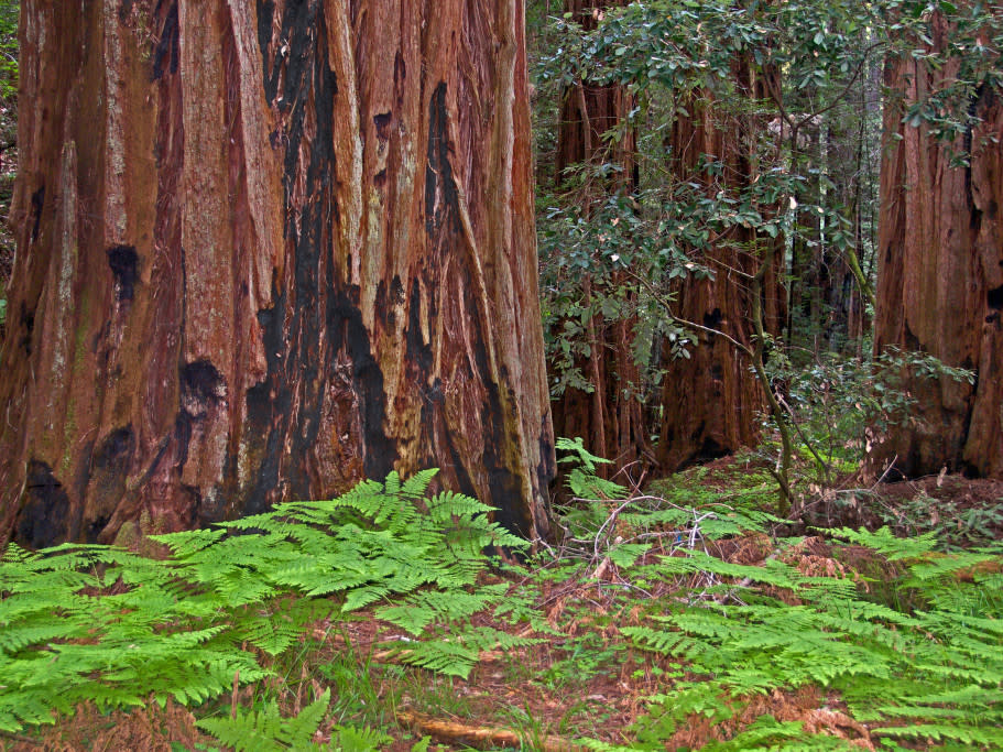 Armstrong Redwoods State Natural Reserve