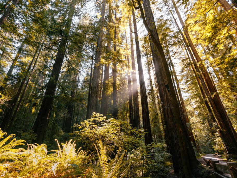 Armstrong Redwoods State Natural Reserve