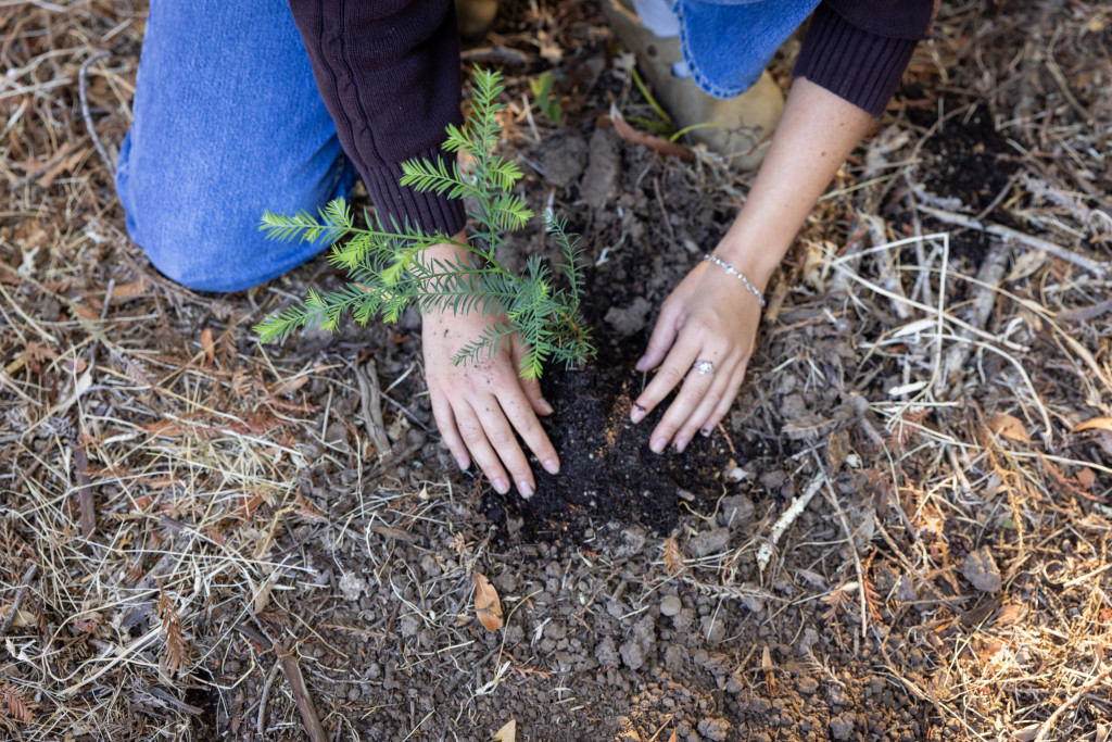 Tree Planting