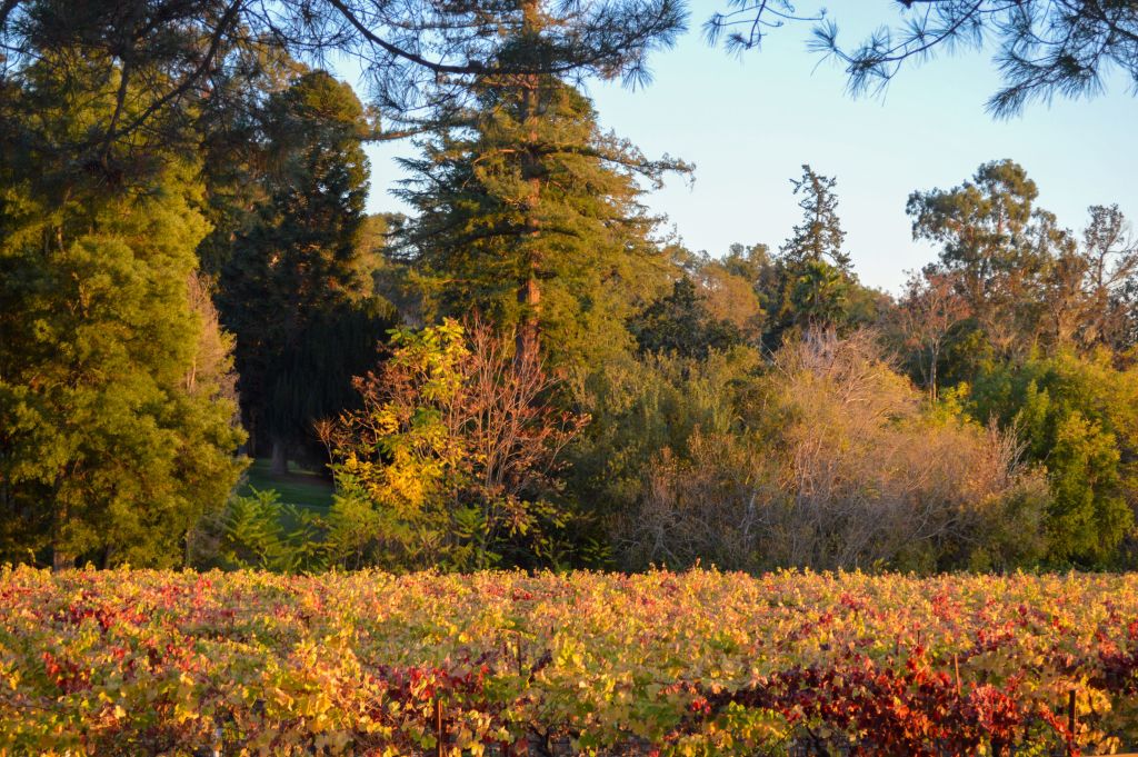 Fall Colors in the Estate Vineyard