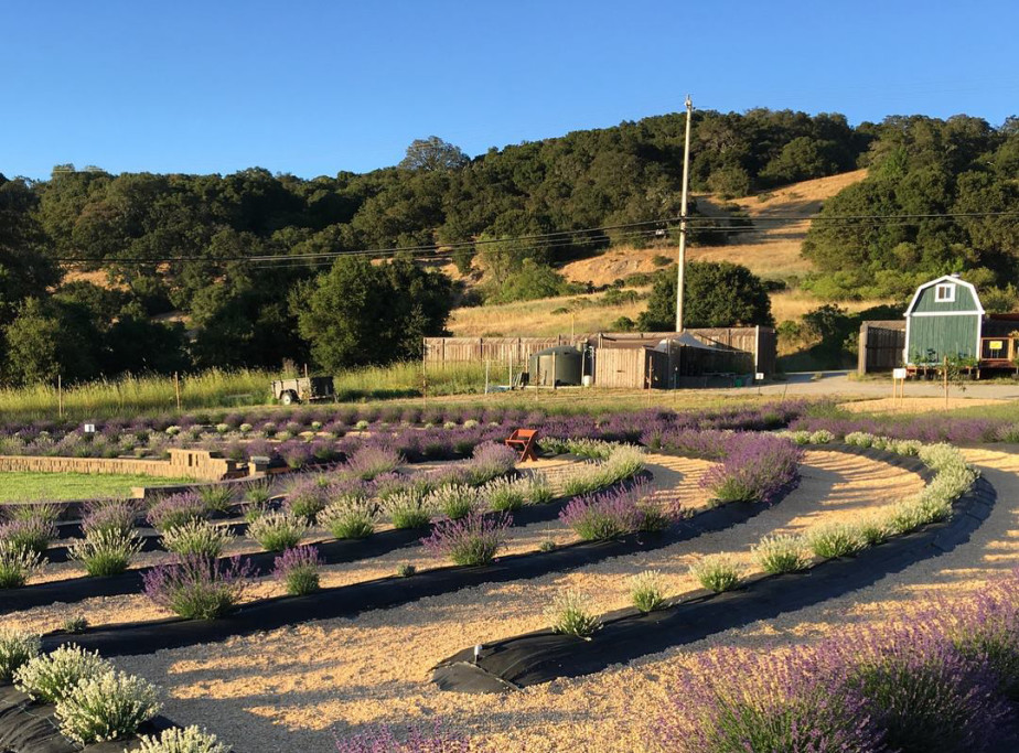 The Largest Lavender Labyrinth in California