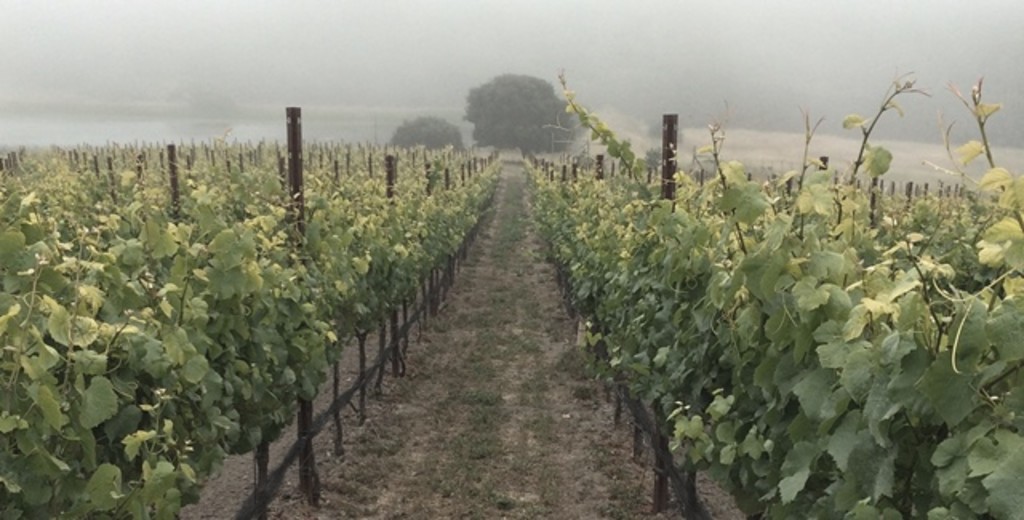 Cool climate vineyards