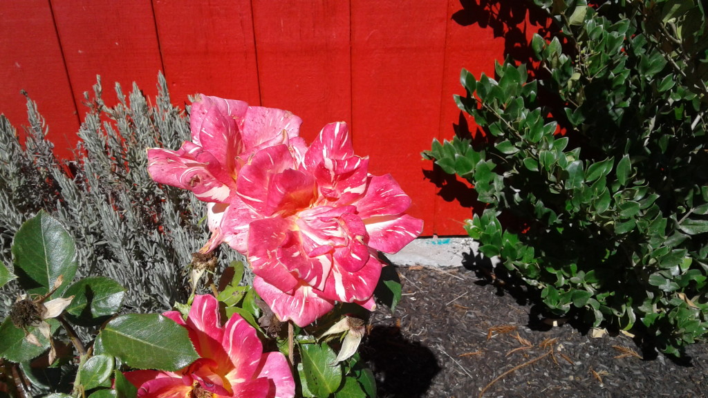 Flowers Near the Barn