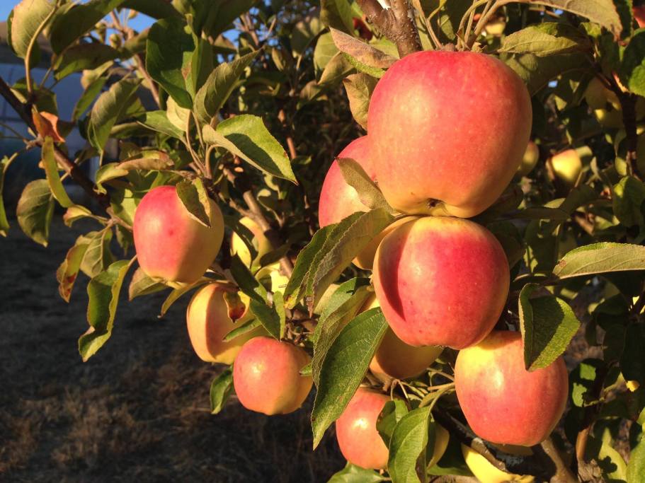 Chileno Valley Ranch u-pick apples