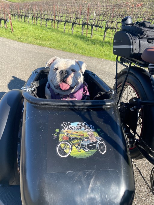 Coco the English Bulldog in E-Bike Sidecar