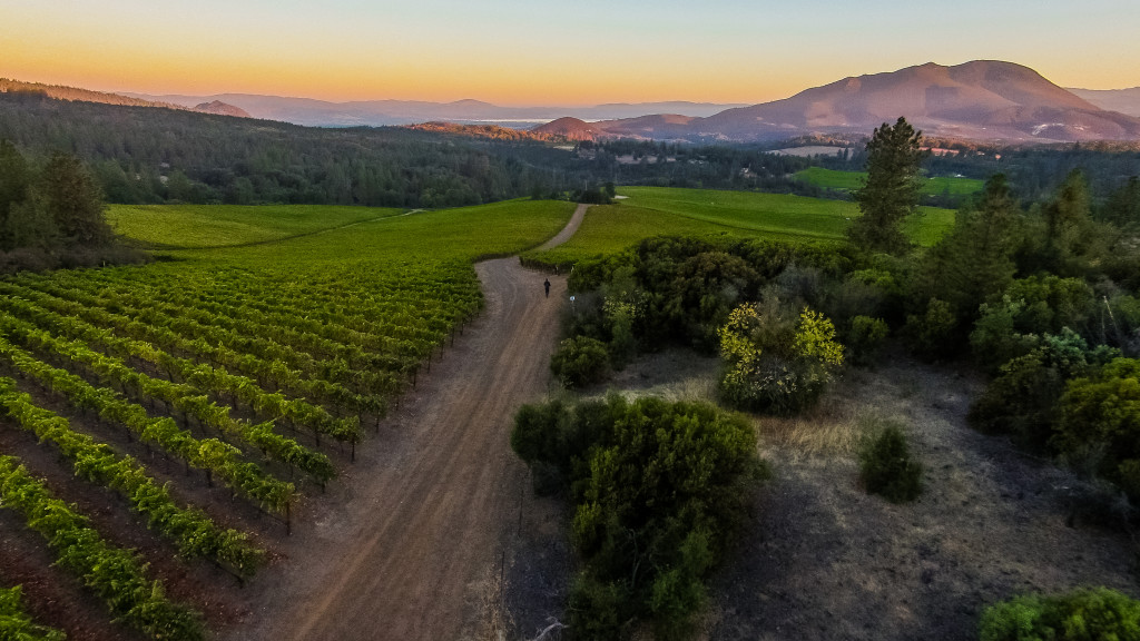 Obsidian Ridge Vineyard