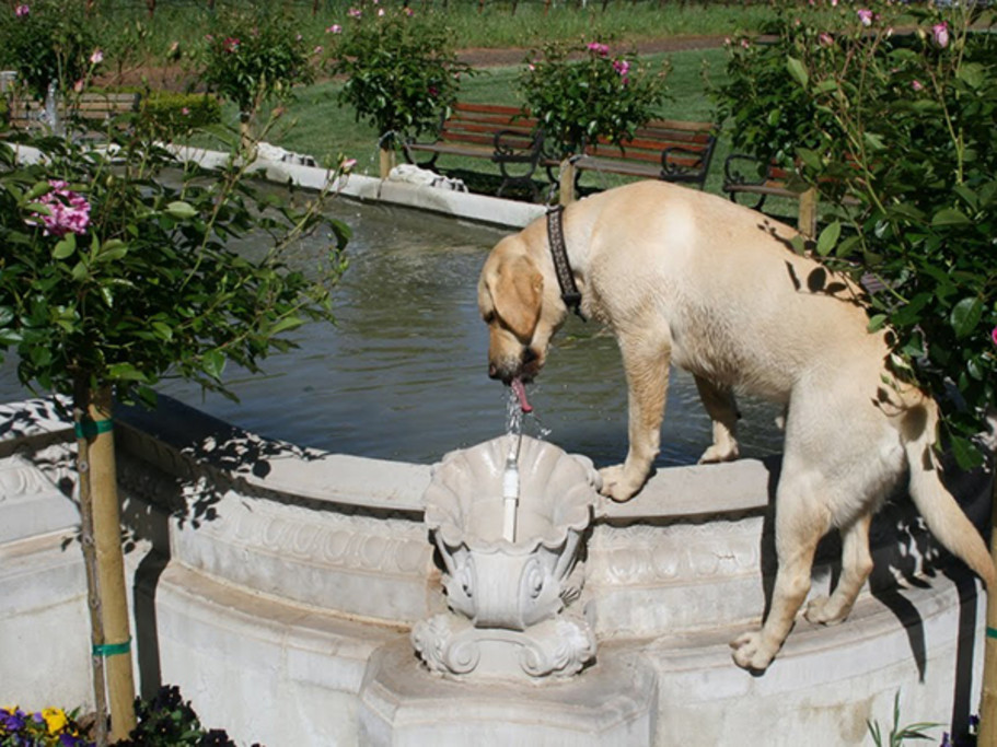 Fountain at Ledson Winery