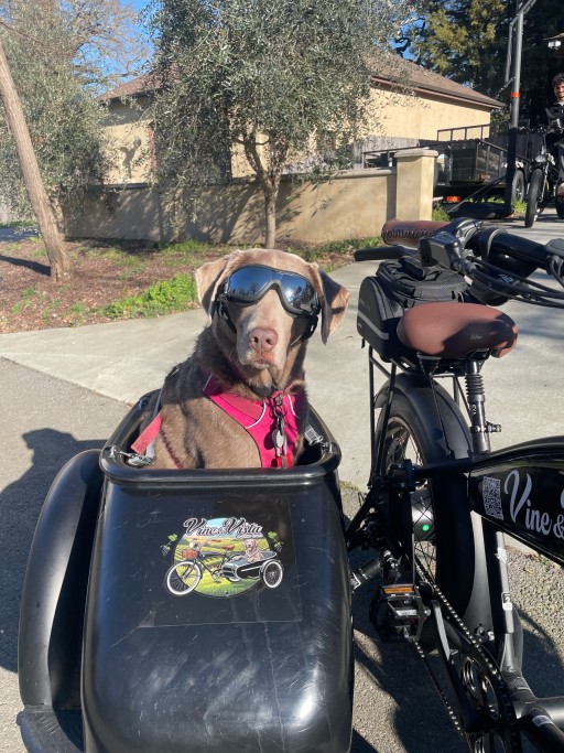 Enza the Silver Lab in Doggles