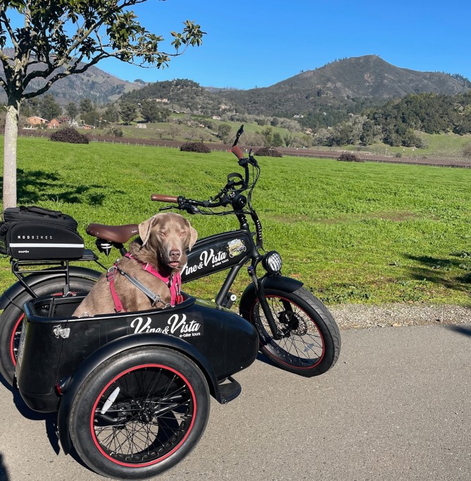Enza the Silver Lab in Sidecar