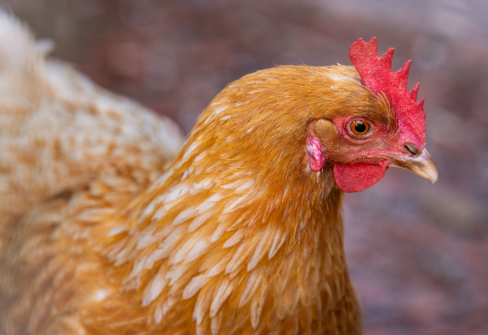 Chicken