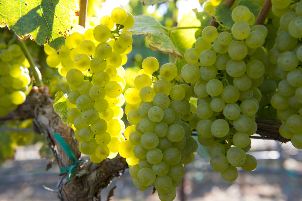 Our Wente Chardonnay grapes