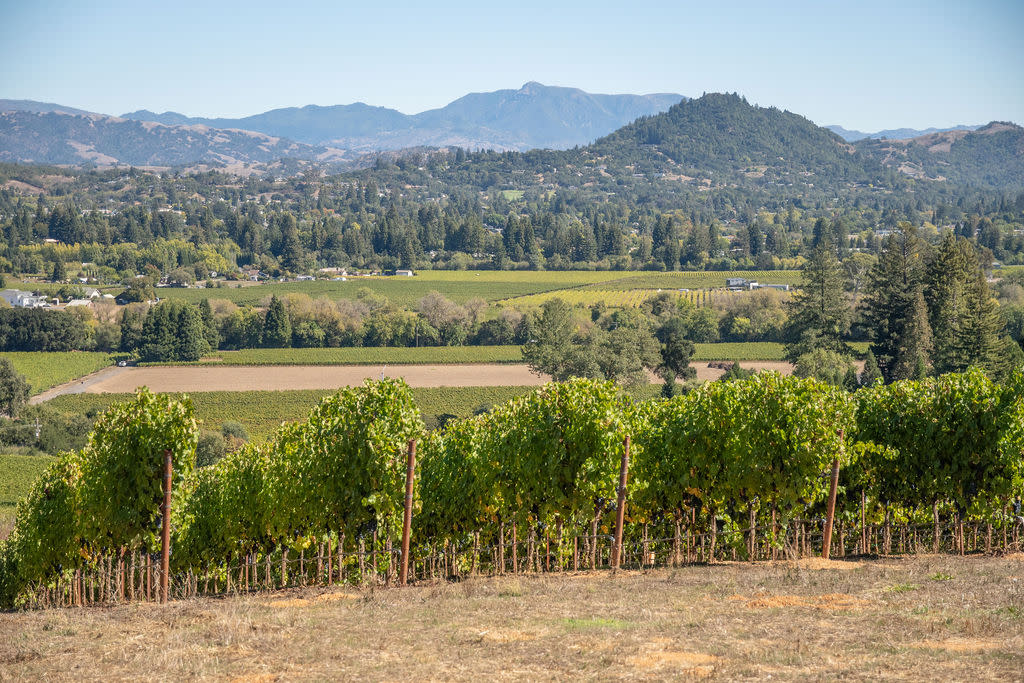 Sweeping views from the top of the Estate Cabernet Sauvignon vineyard