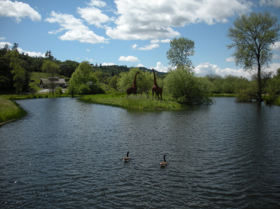 Geese on Water at Deerfield Ranch Winery