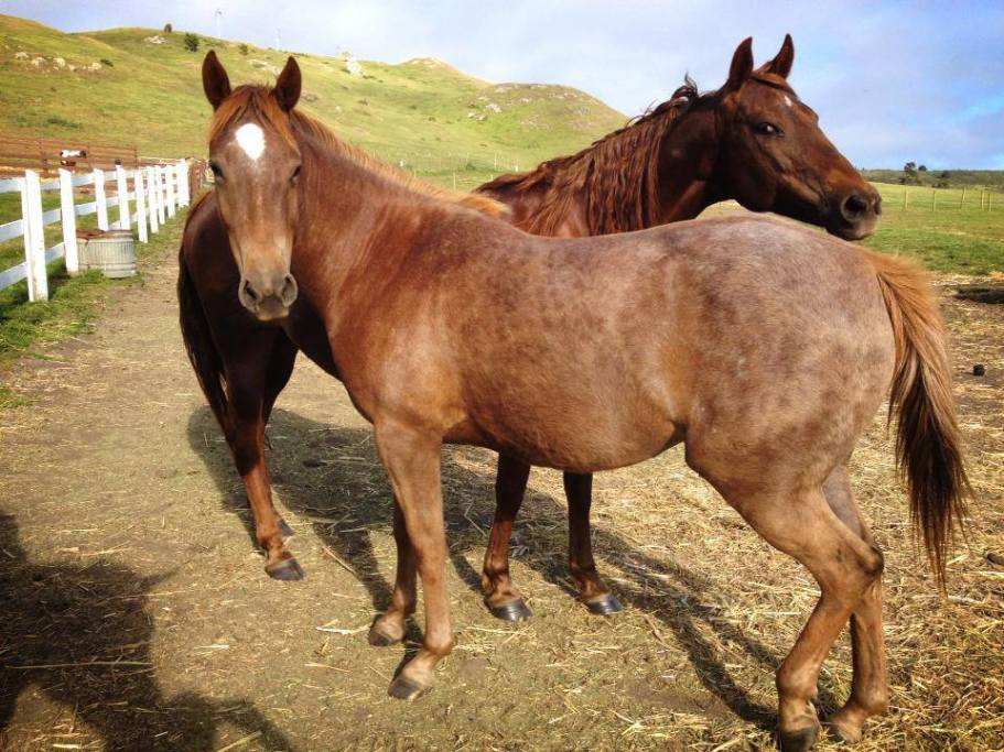 Horse N Around Trail Rides