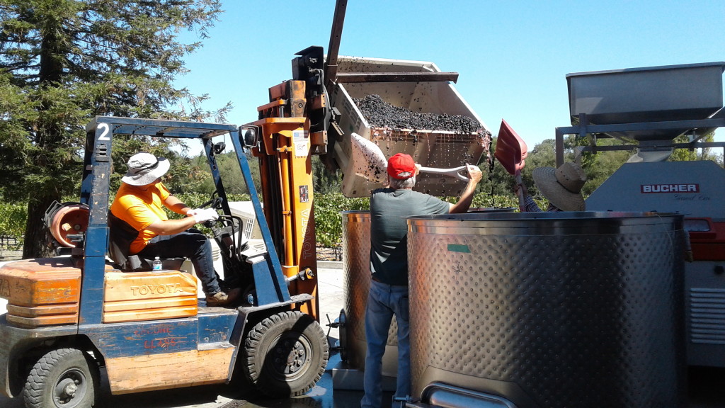 Processing Grapes at Harvest