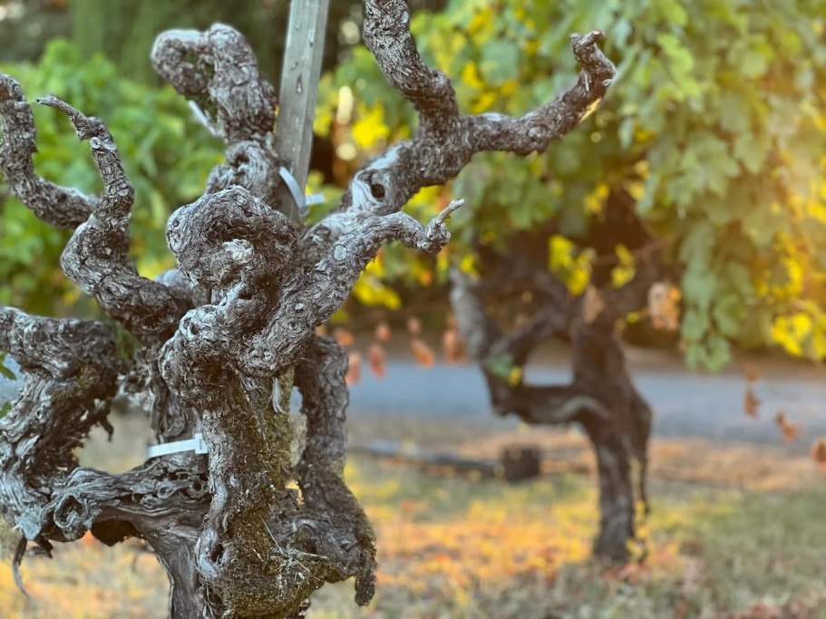Our 120 y/o Old Vine Zinfandel